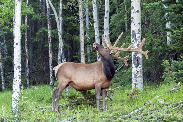 Colorado, Rocky Mountain NP Bull elk in forest